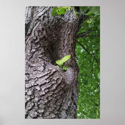 Poster Une nouvelle brindille (Devant)