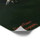 Poster Une paire d'affiches de Northern Flickers (Coin)