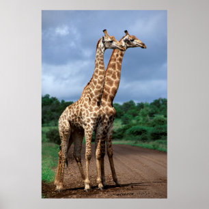 Poster Une Paire De Giraffes En Route, Kruger National