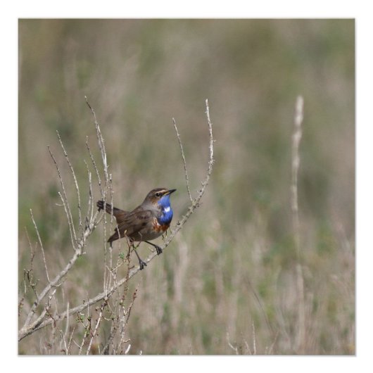 Poster Une photo du gorgebleue à miroir (Devant)