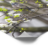 Poster Une poire de Jay Bleu dans un poirier à fleurs (Coin)