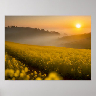 Poster Une prairie en pleine floraison