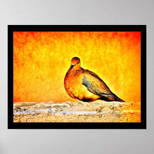 Poster Une princesse de colombe (Devant)