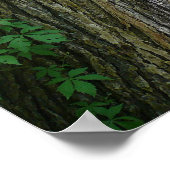 Poster Une promenade dans les bois (Coin)