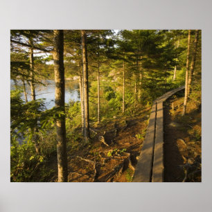Poster Une promenade en bois dans le parc national Acadia