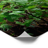 Poster Une randonnée pacifique dans la forêt tropicale (Coin)