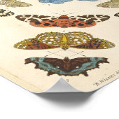 Poster Une rare description de papillons et de papillons (Coin)