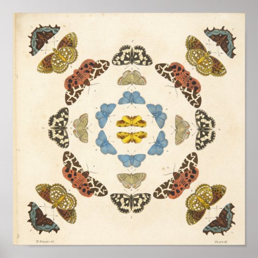 Poster Une rare description de papillons et de papillons (Devant)