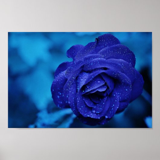 Poster Une rose dans une brume bleue (Devant)