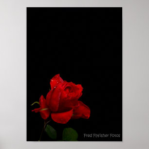 Poster Une rose rouge