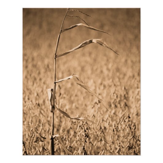 Poster Une seule corne en campagne (Devant)