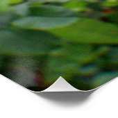 Poster Une seule fleur rose (Coin)