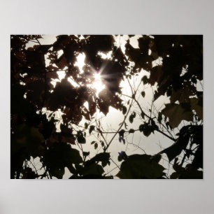 Poster Une tache lumineuse dans une forêt foncée
