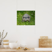 Poster Une tortue dans l'herbe (Cuisine)