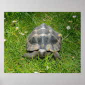Poster Une tortue dans l'herbe (Devant)