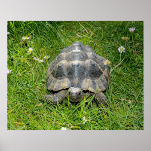 Poster Une tortue dans l'herbe
