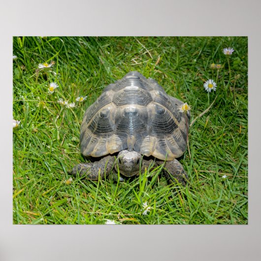 Poster Une tortue dans l'herbe (Devant)