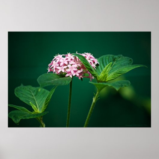 Poster Une touche de rose dans l'impression verte (Devant)
