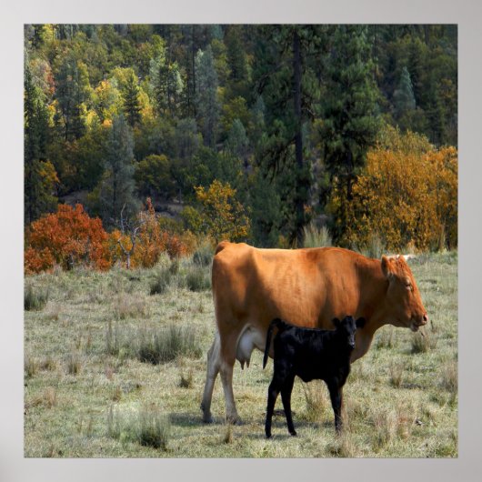Poster Une vache et son veau..... (Devant)