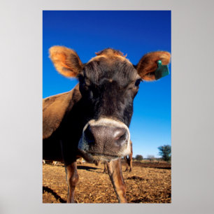 Poster Une vache jersey curieuse