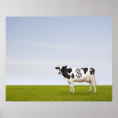 Poster Une vache laitière Holstein avec des taches en for (Devant)
