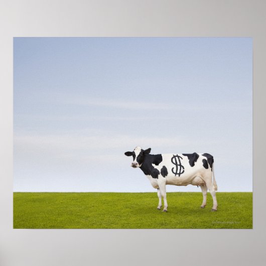 Poster Une vache laitière Holstein avec des taches en for (Devant)