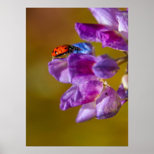 Poster Une vie de bugs. (Devant)