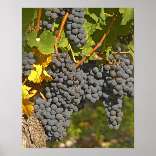 Poster Une vigne aux grappes de raisin Merlot mûres - Châ (Devant)
