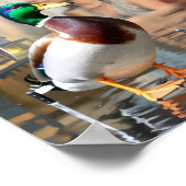 Poster "Unflappappable Duck" Imprimer Katty Pulsar (Coin)