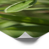 Poster unique Bluebonnet Texas (Coin)