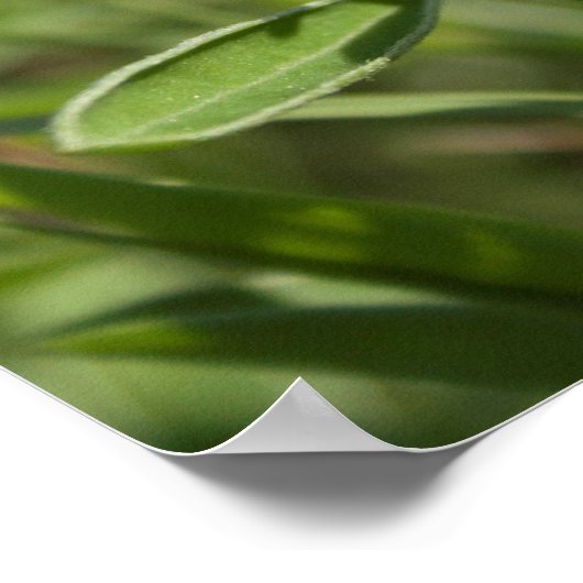 Poster unique Bluebonnet Texas (Coin)