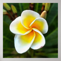 Unique Frangipani Blossom Realism Art