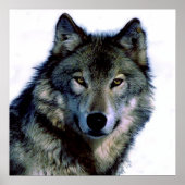 Poster Unique Motivationnel Freedom Wolf (Devant)