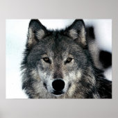 Poster Unique Motivationnel Freedom Wolf (Devant)