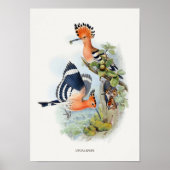 Poster Upupa Epops (Devant)