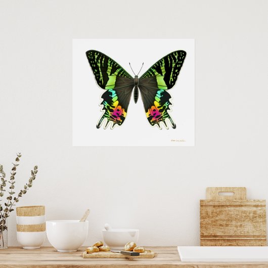 Poster Urania Sunset Moth (Cuisine)