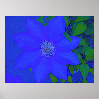 Poster Urchine bleue