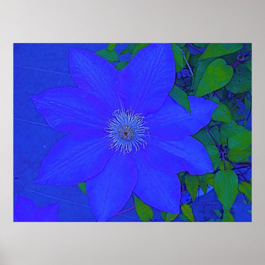 Poster Urchine bleue (Devant)