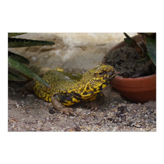 Poster Uromastyx geyri (Devant)