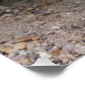 Poster Uromastyx geyri (Coin)