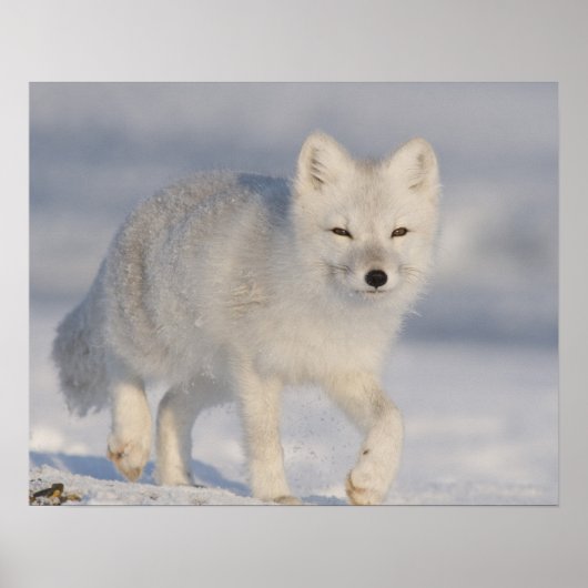 Poster USA, Alaska, 1002 Plaine côtière de l'ANWR. A 3 (Devant)