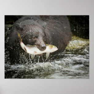 Poster USA, Alaska, Anan Creek. Gros Plan De L'Ours Noir
