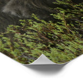 Poster USA, Alaska, Nome. Gros plan du boeuf musqué (Coin)