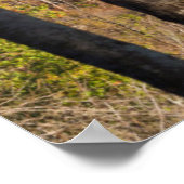 Poster USA, Arkansas, War Eagle, Hobbs State Park (Coin)