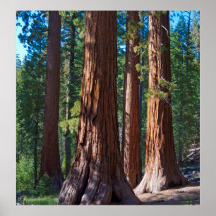 Poster USA, California. Redwood Tree Trunks, Mariposa