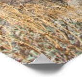 Poster USA, Californie. Labradoodle assis (Coin)