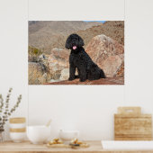 Poster USA, Californie. Labradoodle assis (Cuisine)