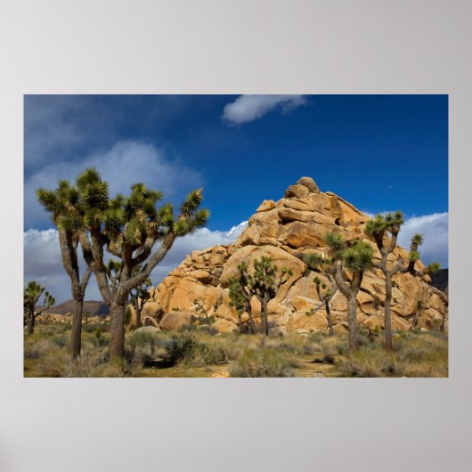 Poster USA, Californie, Parc national de Joshua Tree (Devant)