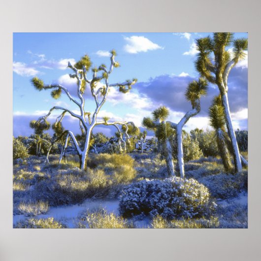 Poster USA, Californie, Parc national de Joshua Tree. 2 (Devant)