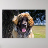 Poster USA, Californie. Portrait De Leonberger Assis (Devant)